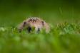 _IMG7761 copy.jpg